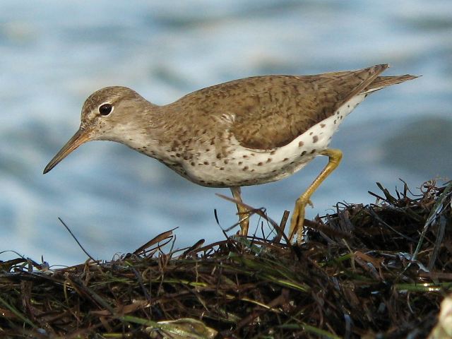 Spotted Sandpiper